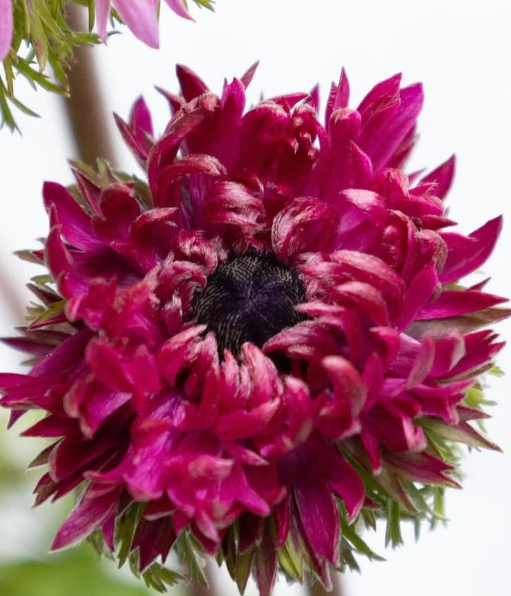 Anemone coronaria ‘Kabuki’ 6 Bulbs