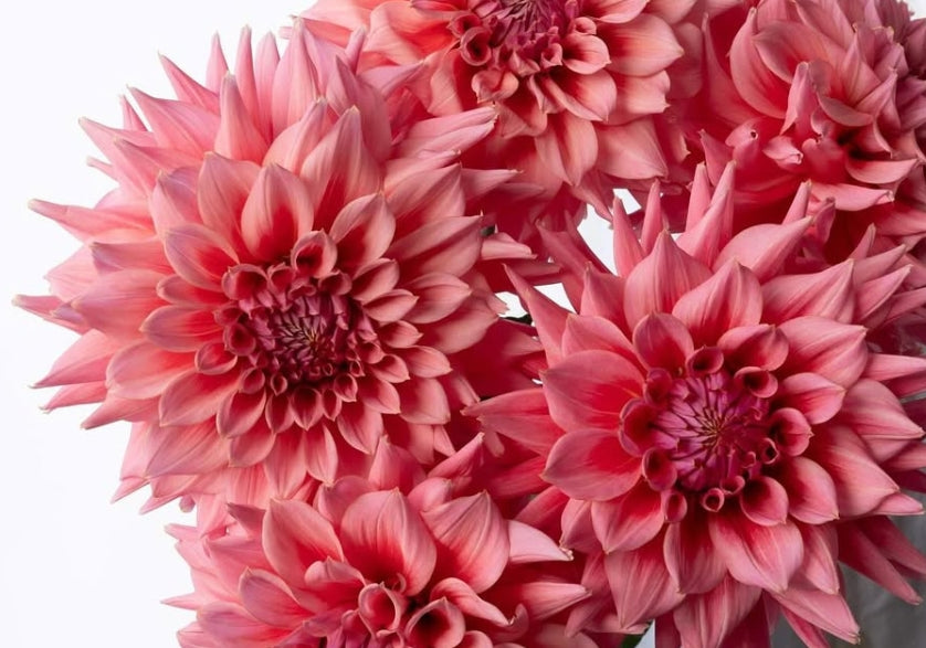 Dahlia 'Lovers' 100 Seeds