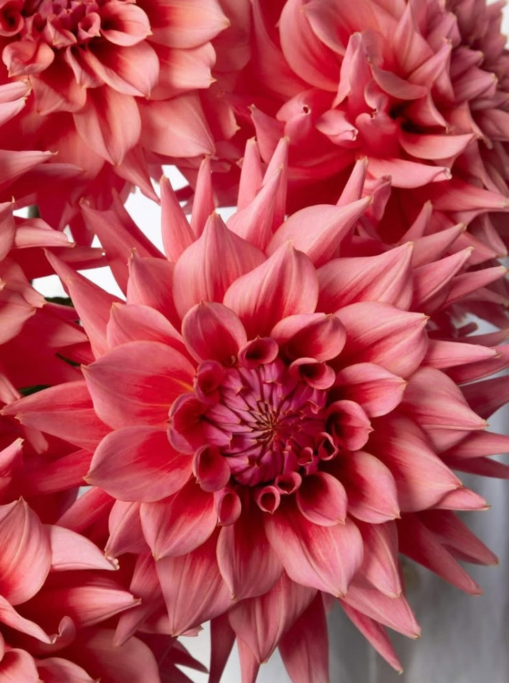 Dahlia 'Lovers' 100 Seeds