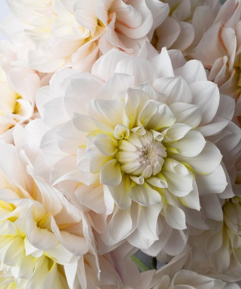 Dahlia ‘Harugasumi’ 100 Seeds