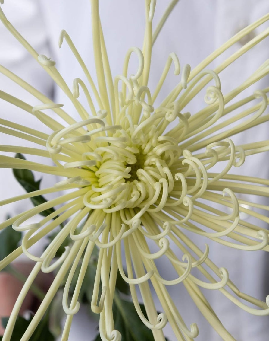 Chrysanthemum morifolium 'Maximum white' 100 Seeds