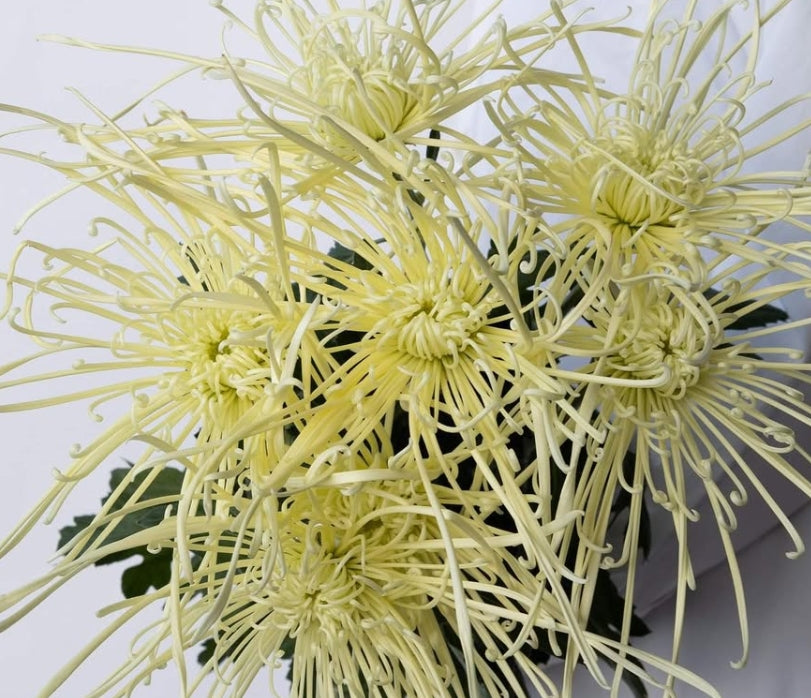 Chrysanthemum morifolium 'Maximum white' 100 Seeds