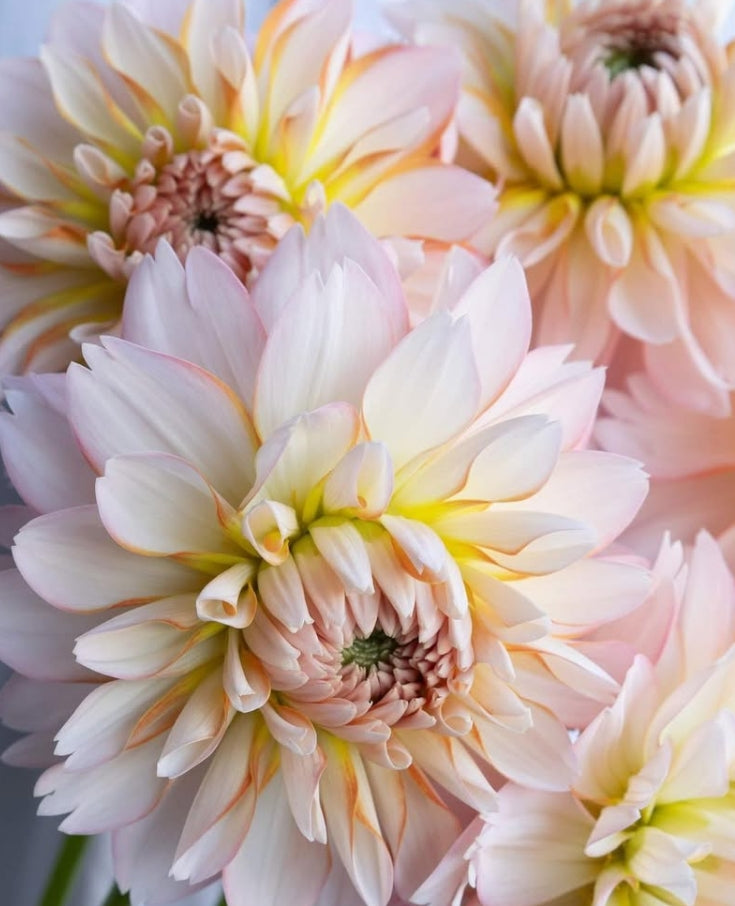 Dahlia 'Halation' 100 Seeds