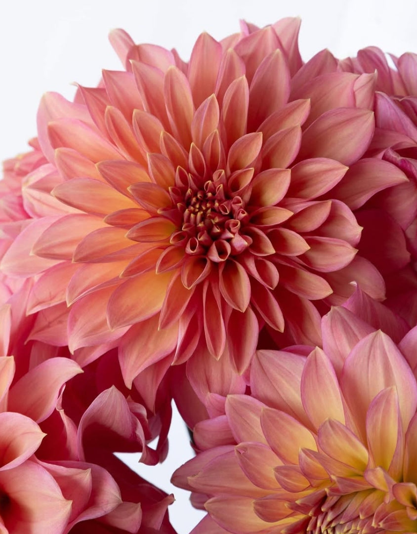 Dahlia 'Coral rouge' 100 Seeds