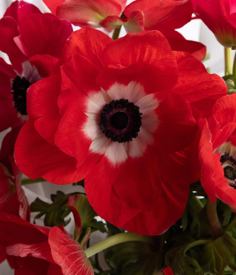 Anemone coronaria 'Monna Lisa scarlet' 6 Bulbs
