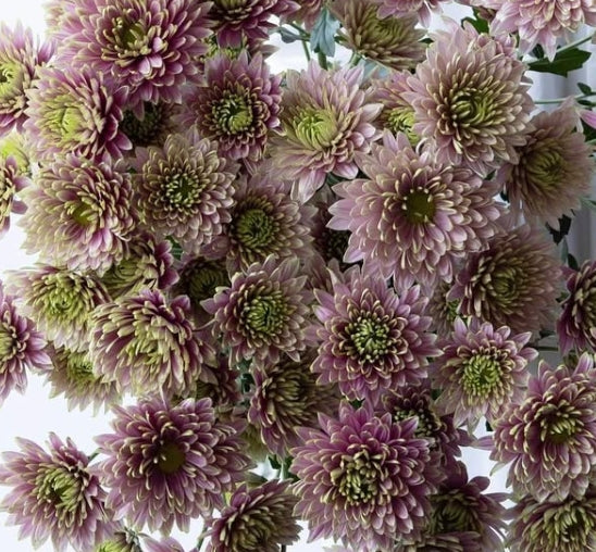 Chrysanthemum morifolium 'Aurora' 100 Seeds