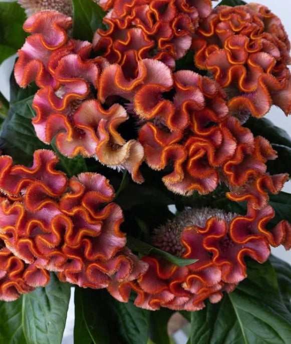 Celosia 'Asuka select minori' 60 Seeds