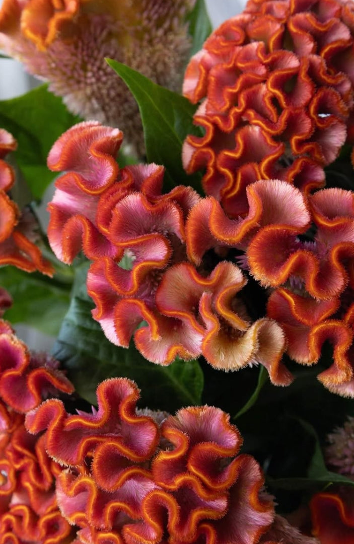 Celosia 'Asuka select minori' 60 Seeds