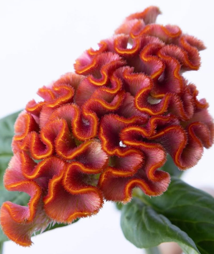 Celosia 'Asuka select minori' 60 Seeds