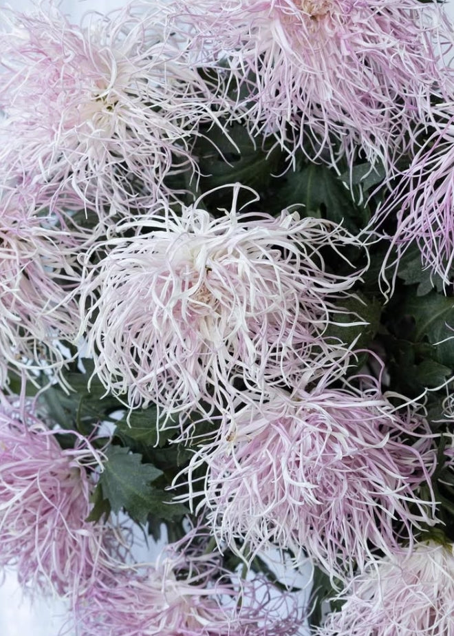 Chrysanthemum morifolium 'Hakuroshigure (pink)' 100 Seeds