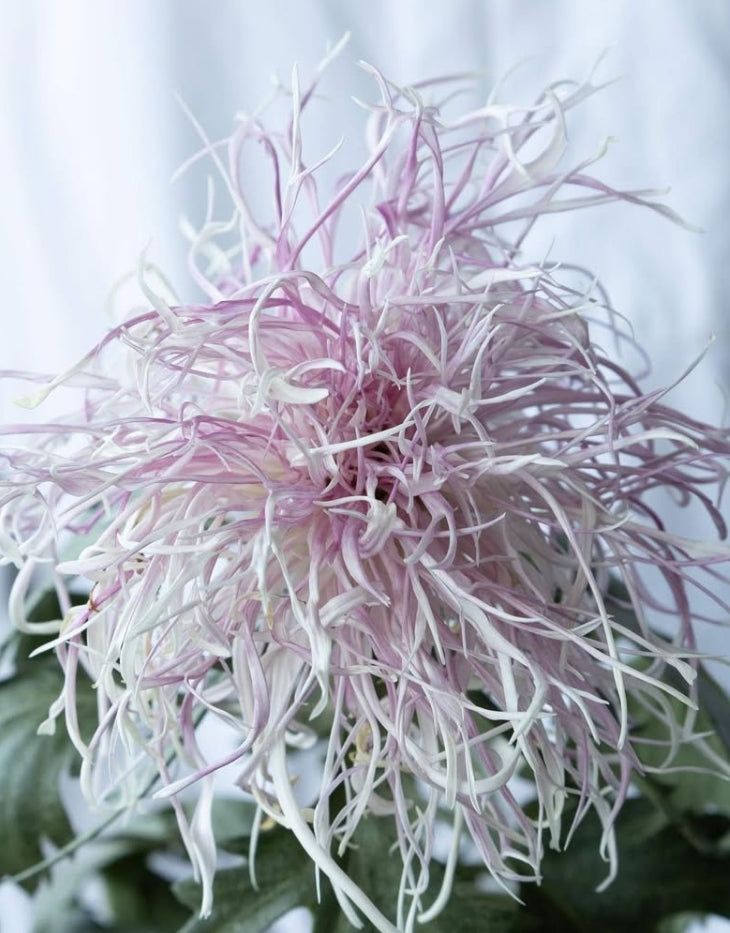 Chrysanthemum morifolium 'Hakuroshigure (pink)' 100 Seeds