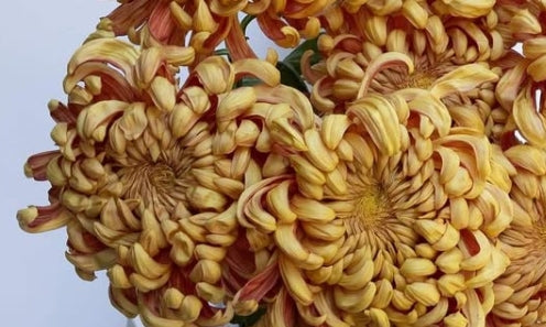 Chrysanthemum morifolium 'Oiran (brown)' 100 Seeds