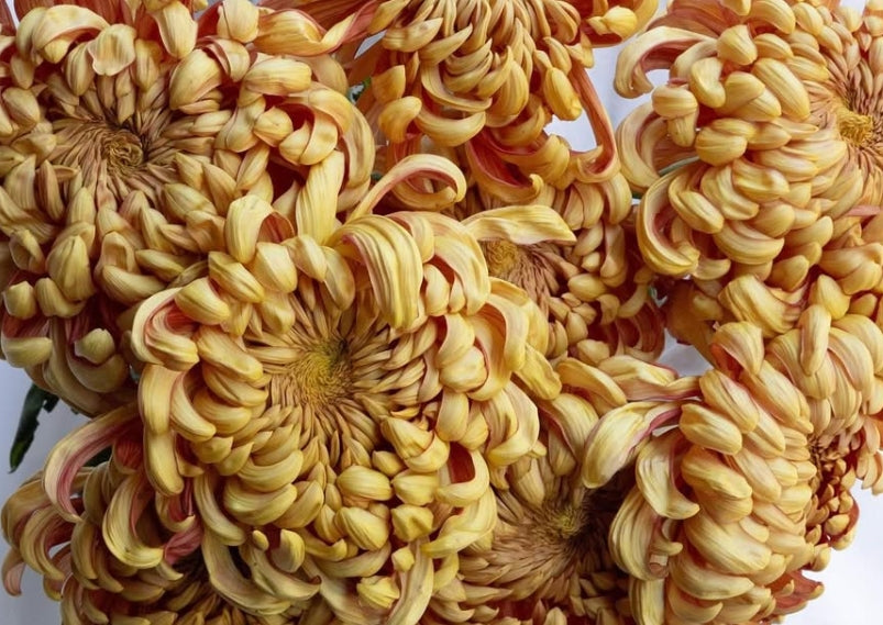 Chrysanthemum morifolium 'Oiran (brown)' 100 Seeds
