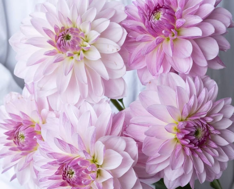 Dahlia 'Chouchou' 100 Seeds