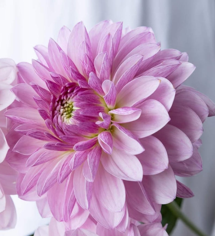 Dahlia 'Chouchou' 100 Seeds