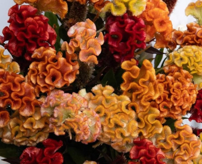 Celosia 'Antique bar' 60 Seeds