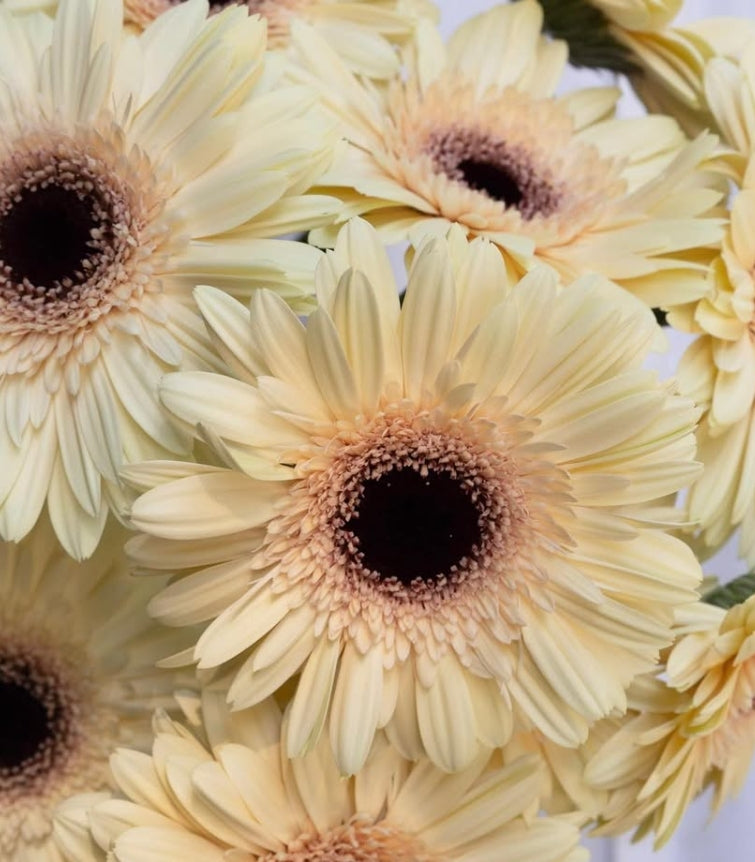 Gerbera 'Eclair' 50 Seeds