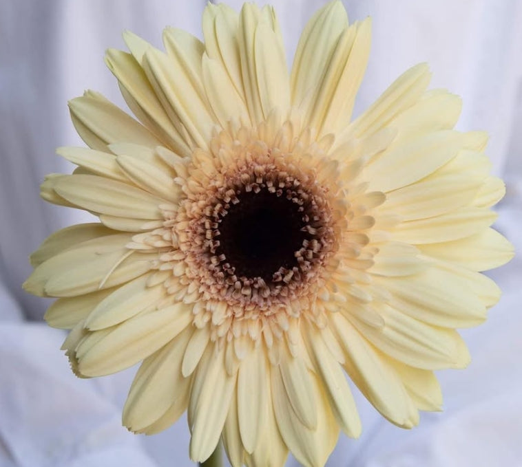 Gerbera 'Eclair' 50 Seeds