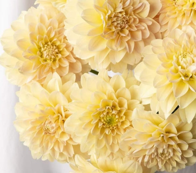 Dahlia 'Peach sherbet' 100 Seeds
