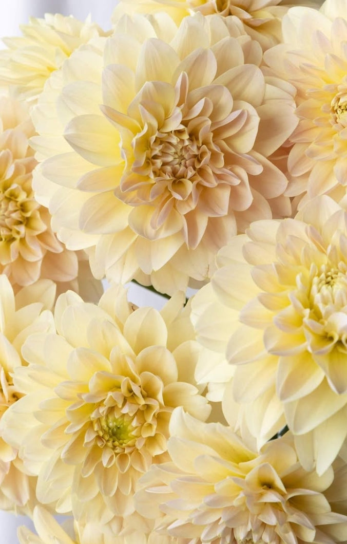 Dahlia 'Peach sherbet' 100 Seeds