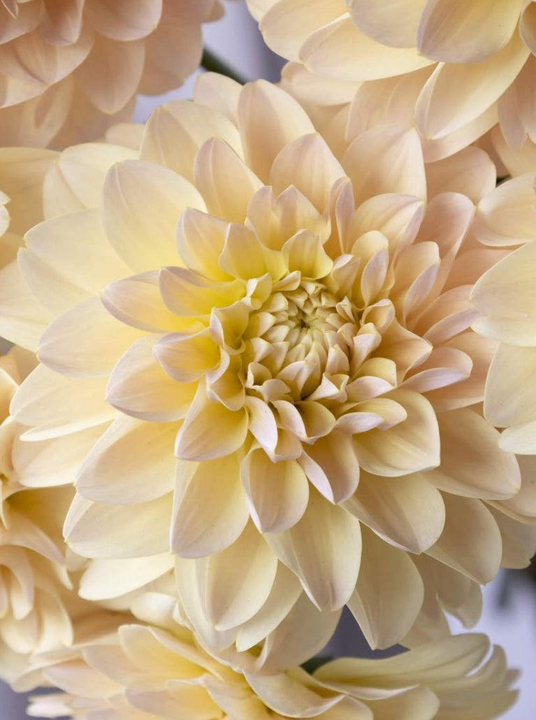 Dahlia 'Peach sherbet' 100 Seeds