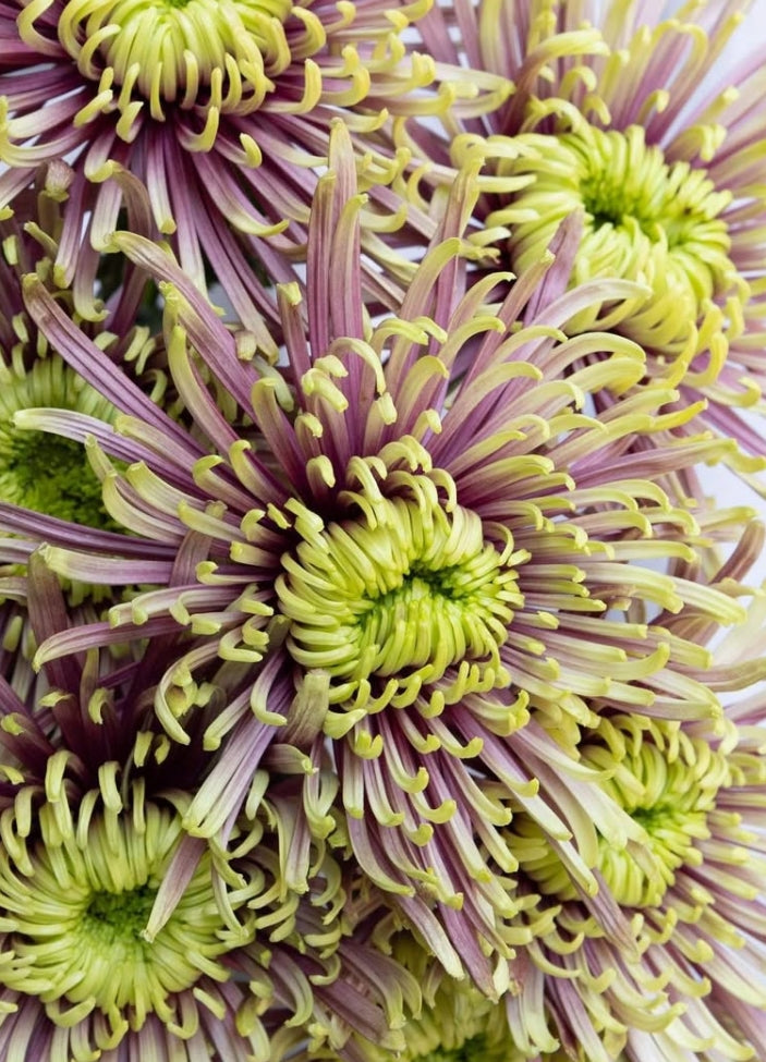 Chrysanthemum morifolium 'Balthazar' 100 Seeds