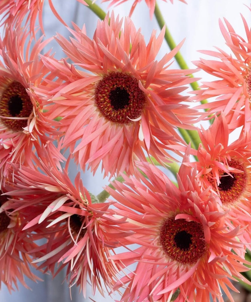 Gerbera 'Sensini' 50 Seeds