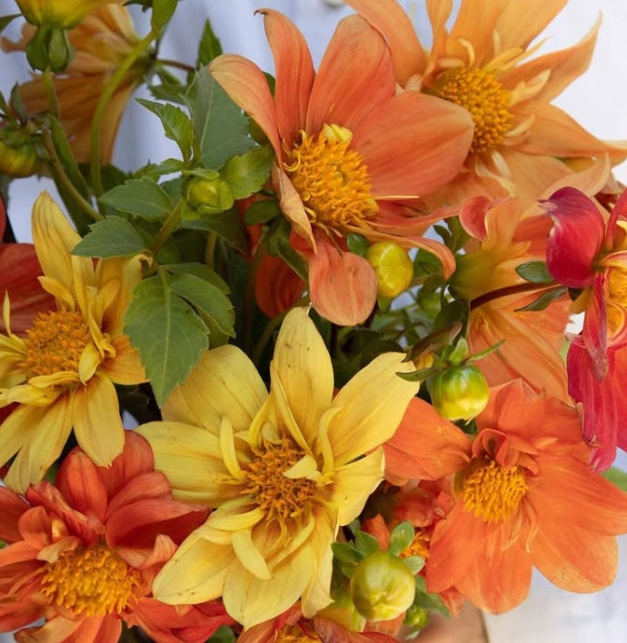 Dahlia 'Sunny reggae' 100 Seeds