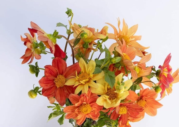Dahlia 'Sunny reggae' 100 Seeds