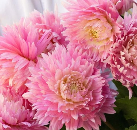 Dahlia 'Hinata' 100 Seeds