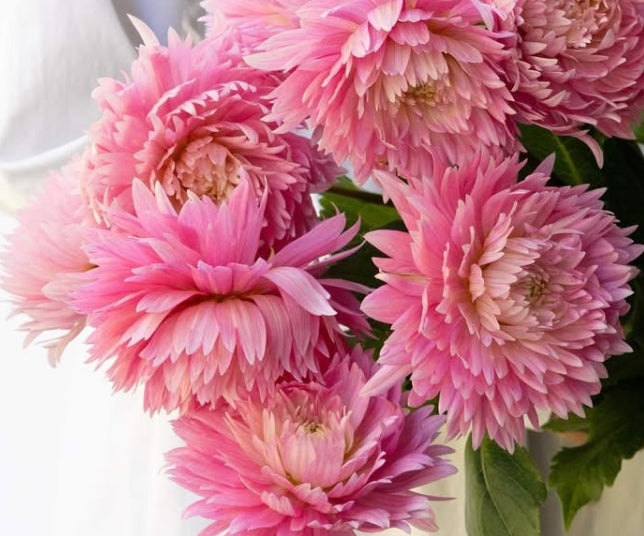 Dahlia 'Hinata' 100 Seeds