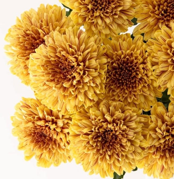 Chrysanthemum morifolium 'Pumpkin' 100 Seeds