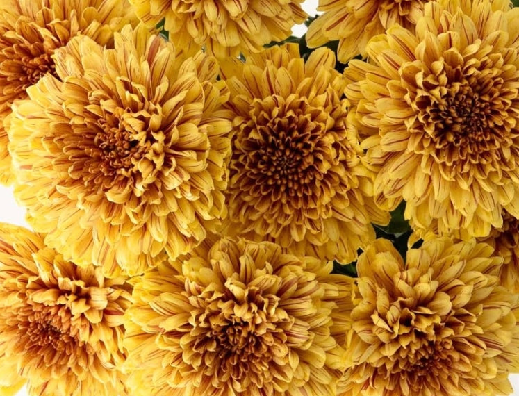 Chrysanthemum morifolium 'Pumpkin' 100 Seeds