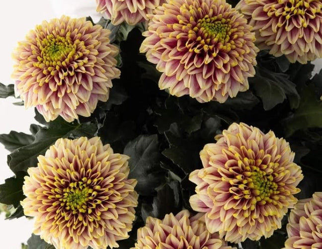 Chrysanthemum morifolium 'Kafka' 100 Seeds