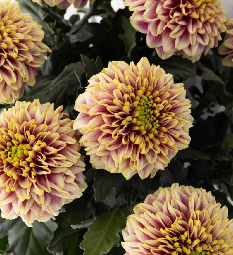 Chrysanthemum morifolium 'Kafka' 100 Seeds