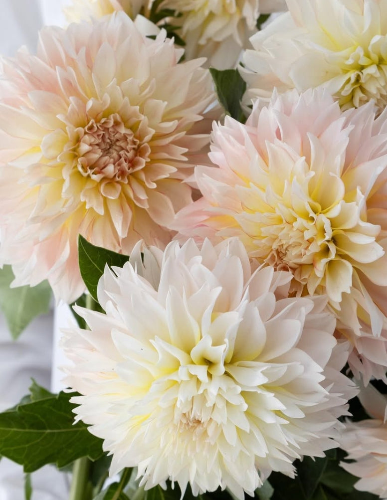 Dahlia 'Orange sherbet' 100 Seeds