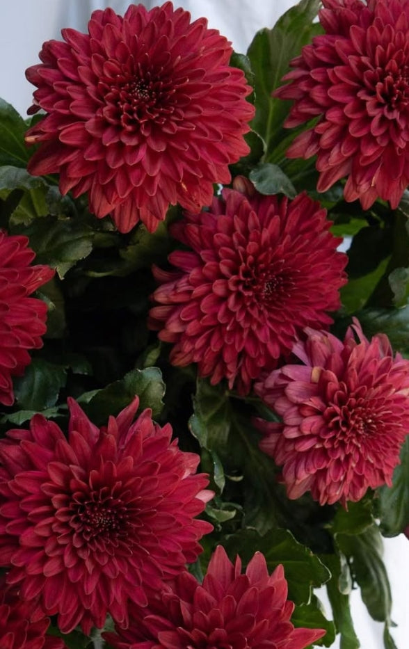 Chrysanthemum morifolium 'Rossa' 100 Seeds