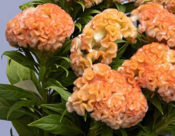 Celosia 'Jura salmon' 60 Seeds