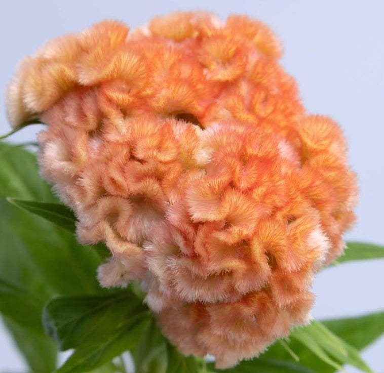 Celosia 'Jura salmon' 60 Seeds