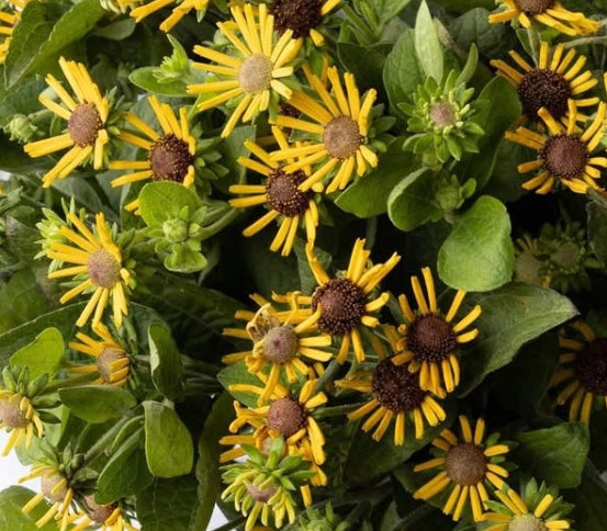 Rudbeckia 'Little henry' 100 Seeds