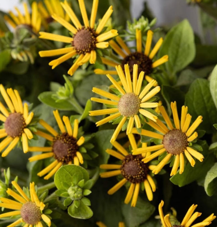 Rudbeckia 'Little henry' 100 Seeds