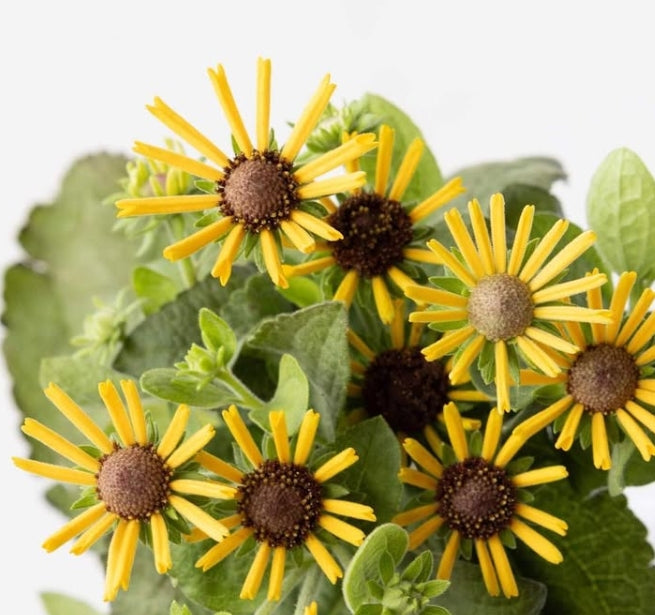 Rudbeckia 'Little henry' 100 Seeds