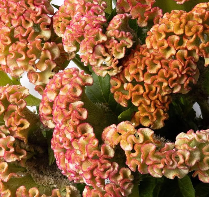 Celosia 'Barbossa' 60 Seeds