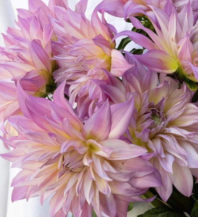 Dahlia 'Grace rose' 100 Seeds
