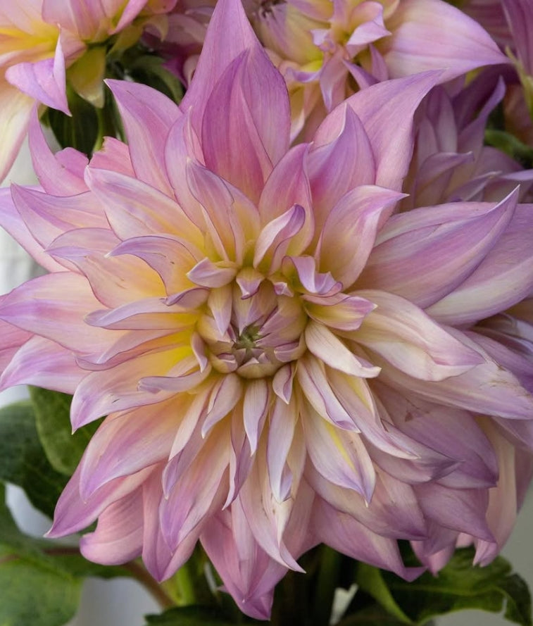 Dahlia 'Grace rose' 100 Seeds