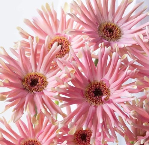 Gerbera 'Pastini Pesaro' 50 Seeds