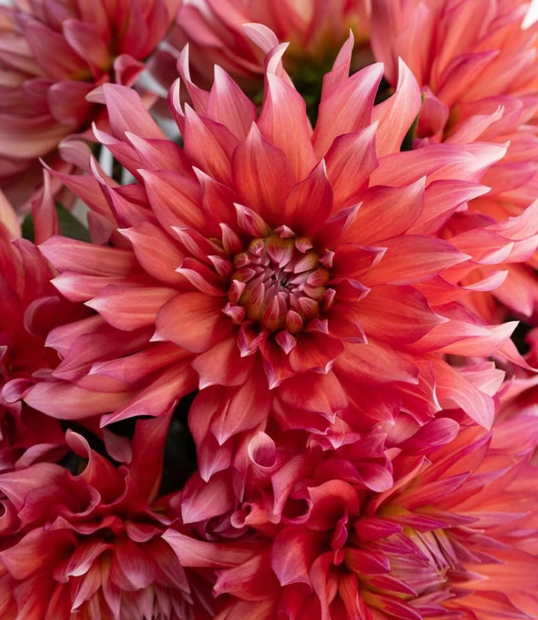 Dahlia 'Sinbad' 100 Seeds