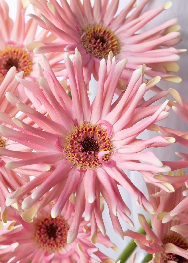 Gerbera 'Pastini Pesaro' 50 Seeds