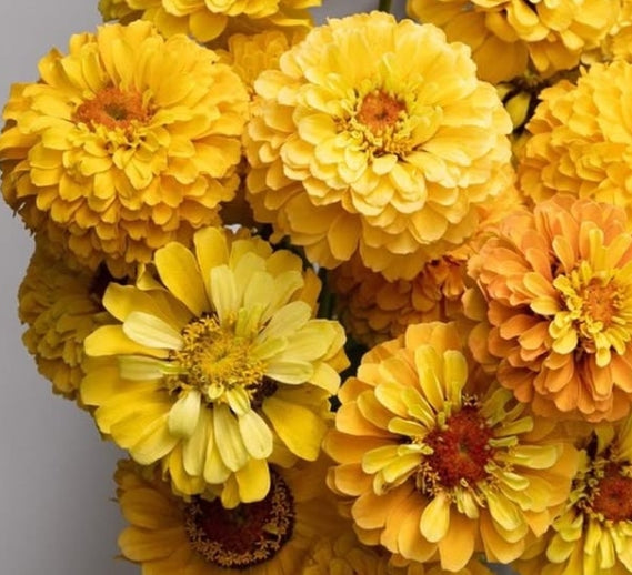 Zinnia 'Queen lemon peach' 50 Seeds