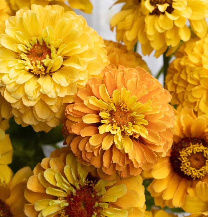 Zinnia 'Queen lemon peach' 50 Seeds